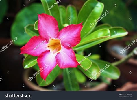 Pink Flowers With Five Petals