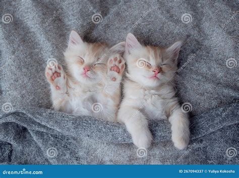 Baby Cat Sleeping. Two Cats Cuddling and Hugging. Sleep and Cozy Nap Time Stock Image - Image of ...