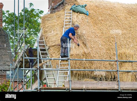 Thatcher Thatch Thatching Wheat High Resolution Stock Photography And