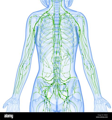 Syst Me Lymphatique Du Corps F Minin Anatomie En Forme De Rayons X