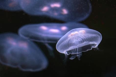 Moon Jellyfish By Jonkman Photography