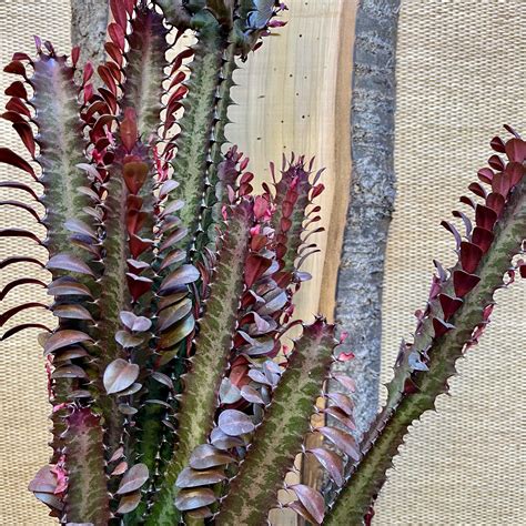 Euphorbia Trigona Rubra