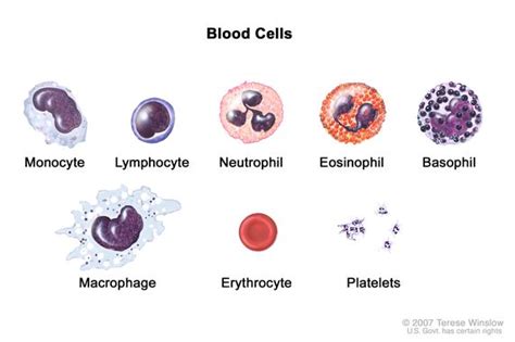 Definition Of Neutrophil Nci Dictionary Of Cancer Terms Nci