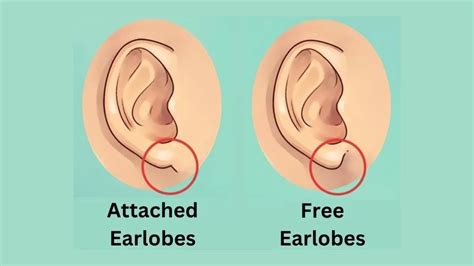 Personality Test Your Earlobes Reveals Your Hidden Personality Traits