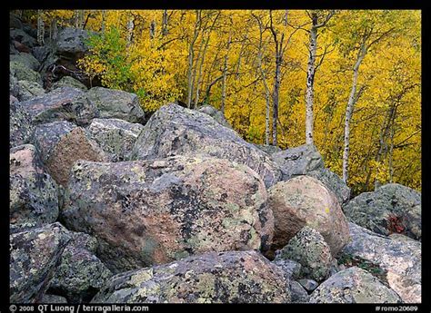 Picturephoto Lichen Covered Boulders And Yellow Aspens Rocky