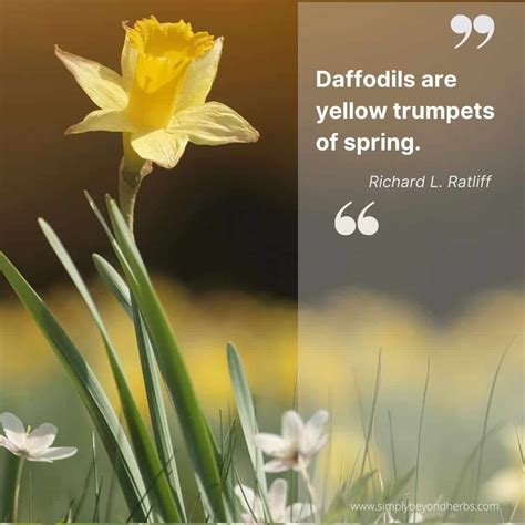 200 Inspiring Daffodil Quotes And Captions For Instagram