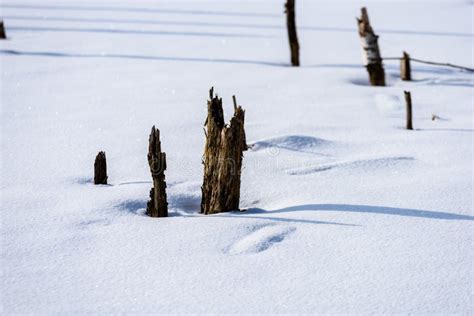 Frozen Naked Dry And Dead Forest Trees In Snowy Landscape Stock Photo Image Of Lithuania