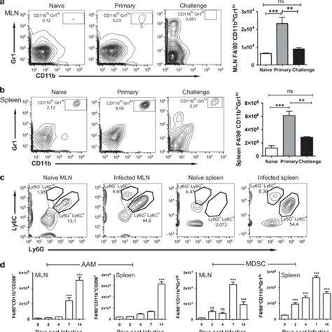 Differences In Cellular Composition Of Mesenteric Lymph Node Mln And Download Scientific