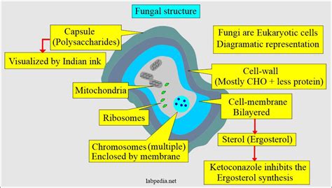 Fungi Structure Diagram