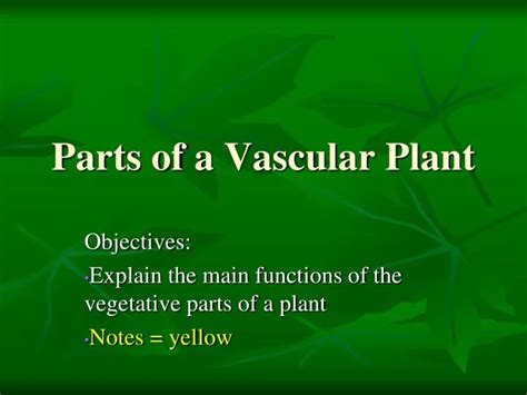 Ppt Parts Of A Vascular Plant Powerpoint Presentation Free Download