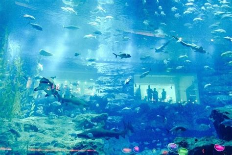 Dubai Aquarium and Underwater Zoo in Dubai