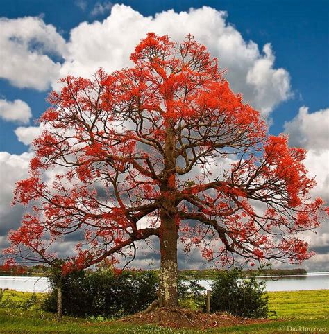 Brachychiton Acerifolius Illawarra Flame Tree Flame Tree Flowering