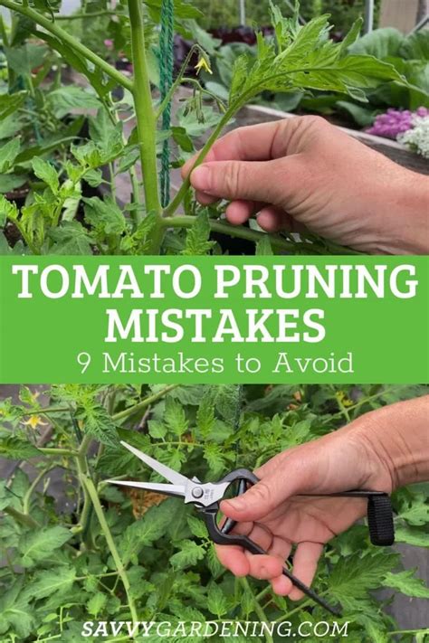 9 Tomato Pruning Mistakes To Avoid In Your Garden Video Video In