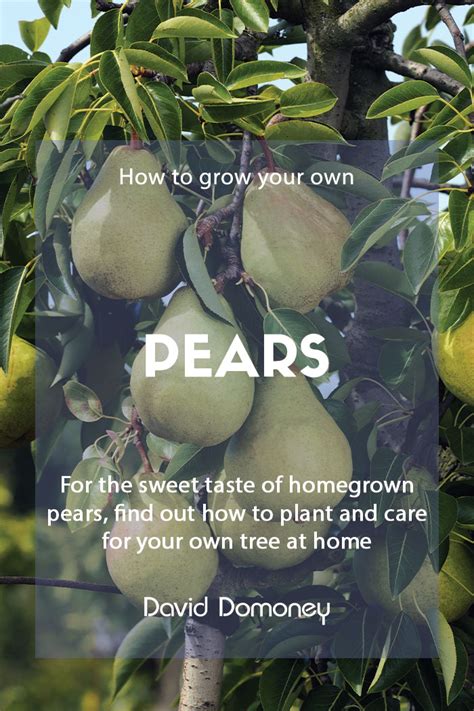 How To Grow Your Own Pears At Home David Domoney