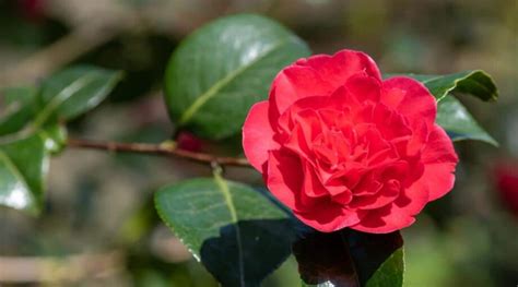 How To Plant Grow And Care For Camellias