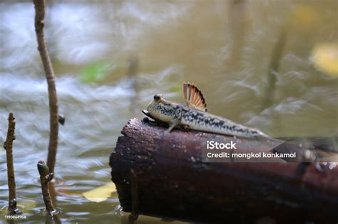 Close Up Ikan Mudskipper Ikan Amfibi Berdiri Di Atas Cabang Pohon Di