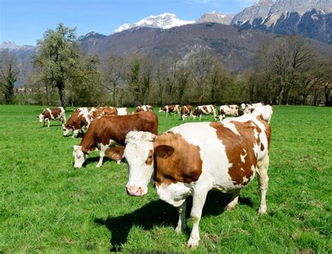 Vaches Dans Un Pr Photo Premium