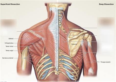 Posterior Muscles That Position The Pectoral Girdle Diagram Quizlet The Best Porn Website