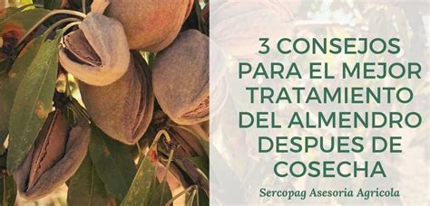 Gu A Completa Cu Nta Agua Necesita Un Almendro Consejos Y