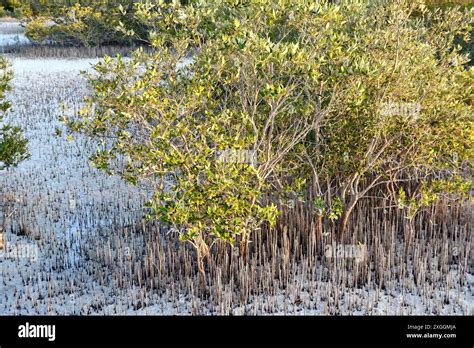 Mangrove Trees And Torquoise Water In Abu Dhabi S Jubail Mangrove Park