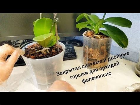 Закрытая система и двойные горшки для орхидей. от А до Я. Много ...