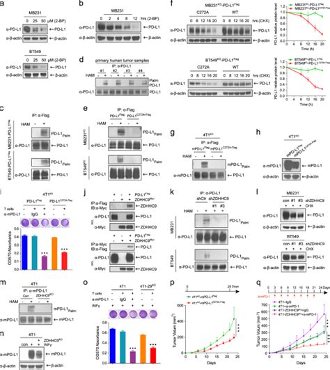 Palmitoylation Stabilizes Pd L1 To Promote Breast Tumor Growth Cell