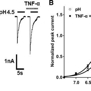 TNF α increased acid evoked action potentials in rat DRG neurons a c