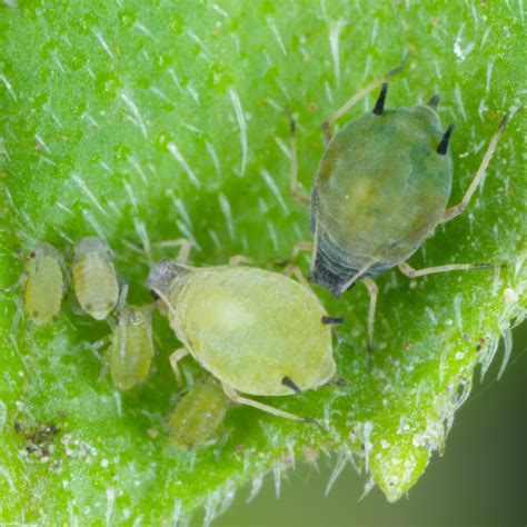 Pulgón del algodón BioBee Peru