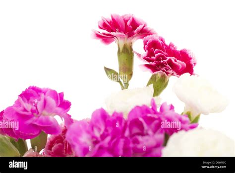 Beautiful Bunch Of Dianthus Caryphyllus Stock Photo Alamy