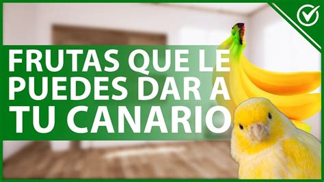 Alimentación adecuada para canarios frutas y verduras recomendadas Arjal