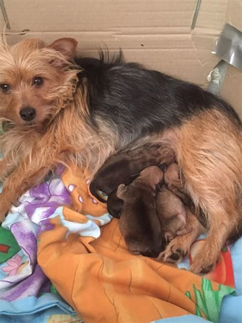 Pug Cross Yorkshire Terrier Puppies In Wimborne Dorset Gumtree