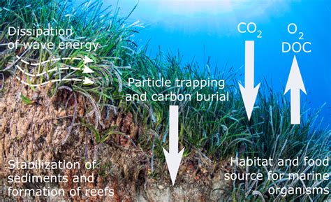 Seagrass Beds Ecosystem