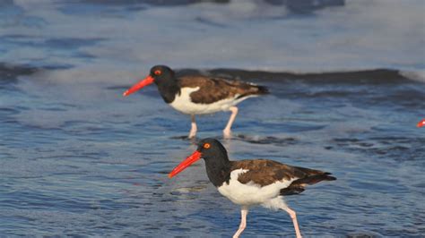 Hoy Celebramos El D A Mundial De Las Aves Playeras