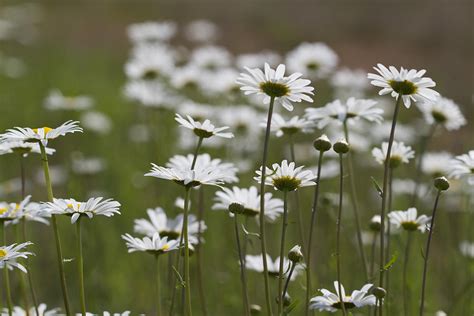 Oxeye Daisy Wildflower Field Photograph By Kathy Clark Pixels