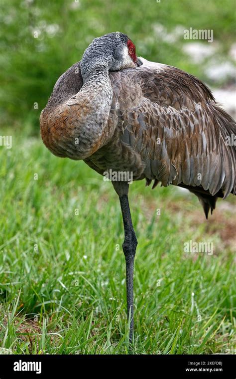 Sandhill Crane Head On Back Close Up Standing On 1 Leg Green