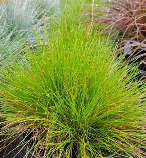 Metlica ´tatra Gold´ Kont 05 L Lumigreensk