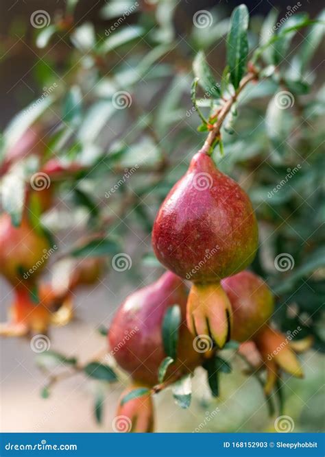 Árbol Granado Punica Protopunica Con Diminuta Fruta Roja Imagen de