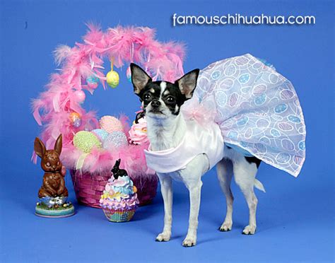 Chihuahuas Dressed For Easter Picture Contest