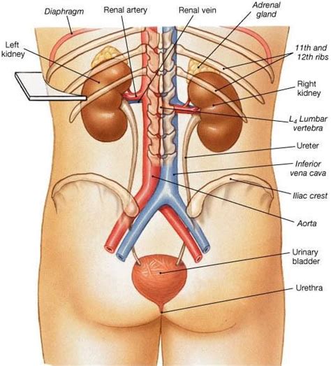 Diuresis - Definition, Types, Signs, Causes, Treatment, Diagnosis