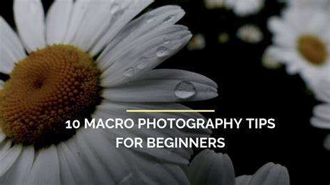 10 Macro Photography Tips For Beginners Macro Photography Tips Macro