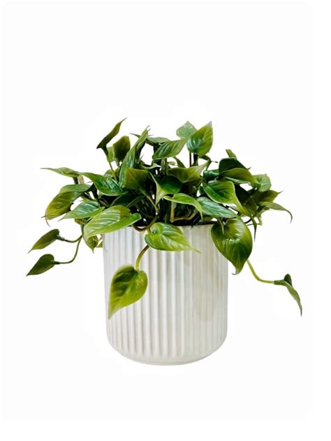 Dischidia Plant With White Pot Table Size Faux Ferns And Philo