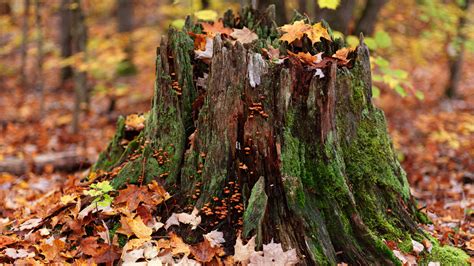 How To Remove A Tree Stump Follow Our Practical Guide Gardeningetc