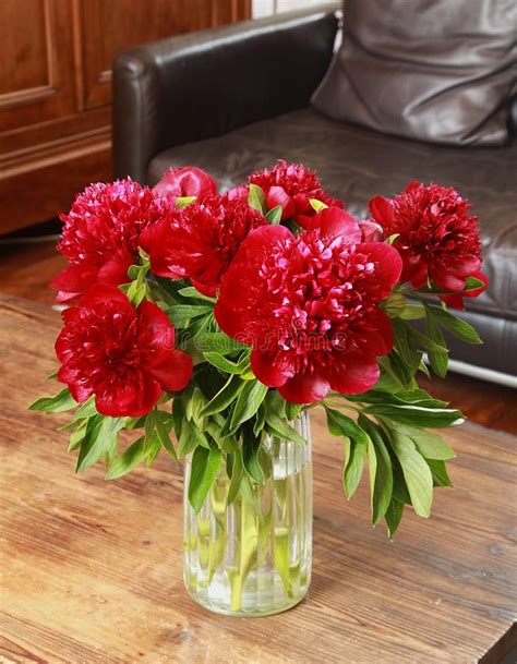 Red Charm Peony Bouquet In A Vase Stock Image Image Of Living Beauty