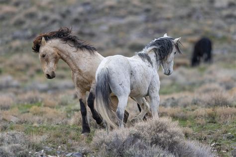 Wild Horse Photography – Two Stallions in a Fight – Onaqui Wild Horses | Photography of Wild ...