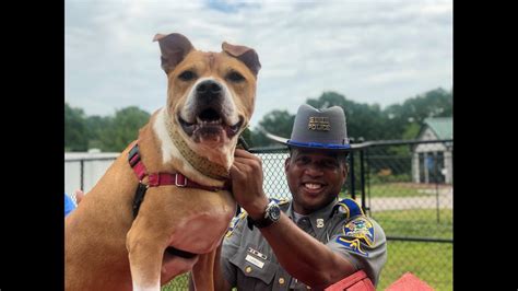 Dog goes from rescue to K9 unit for Connecticut State police | fox61.com