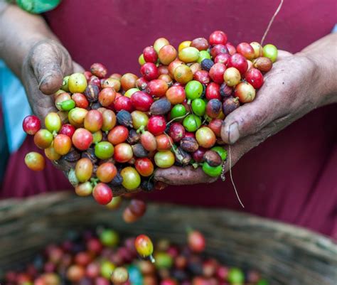 What Is A Coffee Cherry And How Does It Taste A Coffee Fruit Guide