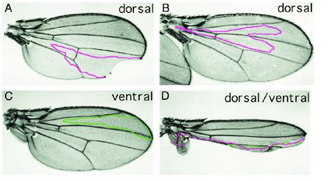 Serrate Activity Is Required In Dorsal Cells That Abut The Compartment