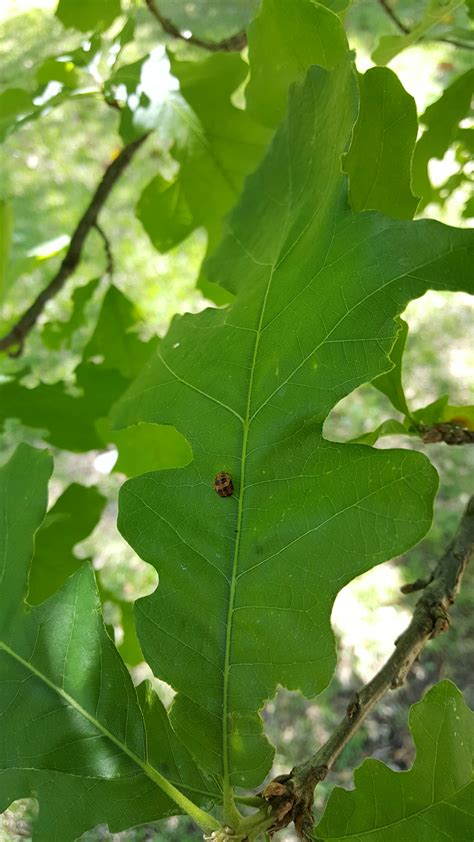 Texas Native Trees Quiz