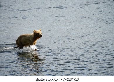 Kodiak Island Alaska Brown Bear Cubs Stock Photo 776184913 | Shutterstock