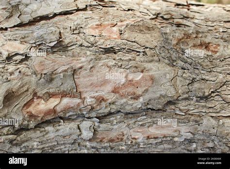 Arri Re Plan De L Corce De Pin Et Texture De L Corce D Eucalyptus
